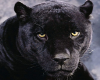 ~DT~ Pic Panther