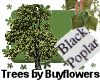 Black popular tree