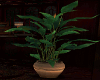 Memz~Fall Plant#1