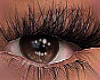 KF. Sexy  Dark Brown eye