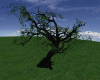 arvore