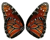 *P*Monarch Butterfly