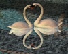 ! KISSING SWANS REFLECT
