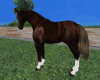 test lay horse