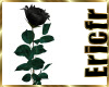 [Efr] Black Rose Unique
