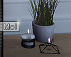 Mel*Candles/Plant