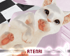 ❄ White Cat