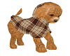 Puppy In Brown Plaid