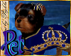 I~Royal Yorkie*Blue Pet