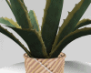 Agave Boho Plant