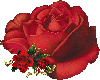 M Royal Red Rose Lrg