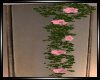BB|Hanging Roses
