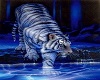 hug me tiger