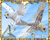 LK™ Flying Owls FX