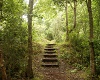 Forest Steps BG