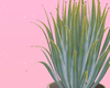 Agave Plant