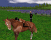 Horse  + ponsing kiss