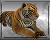 Tiger Pet