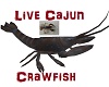 Live Cajun Crawfish