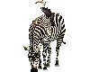 safari zebra