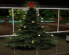 {a7} REAL CHRISTMAS TREE