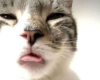 cat cat flag