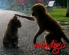 Kitten & Monkey sticker