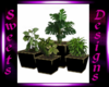 SD Potted Plants