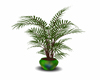 Black Irish Plant