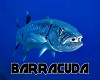 Barracuda