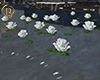 -B- Anim Roses + Sound