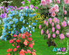 HydrangeaPeonyRoseShrubs