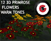 Solar Primrose flowers
