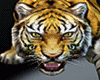 Tigre (F/M)