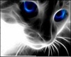 blue eye cat poster