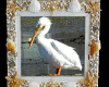 Pelican Picture