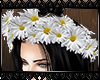 (LN)Spring Daisy Crown