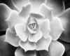 * BLK & WHITE ROSE ART *