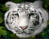 White Tiger