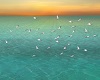 Birds beach