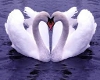 swan room