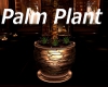 T! Palm Plant