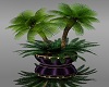 Potted Palm Plant (R)