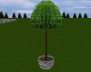 Tree Stone Pot