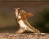 rocking squirrel