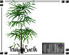 *TS - Palm Tree