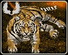 Tiger Pet Animated
