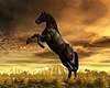 Horse Photoo