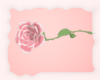 A: Pink rose