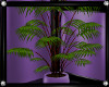 [N] PurpleDiamond Plant